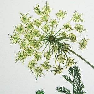 May include: A pressed Queen Anne's lace flower with a large, circular, white, umbel-shaped bloom composed of many tiny florets. The flower features a long, thin green stem and delicate, fern-like green leaves extending from the lower section.