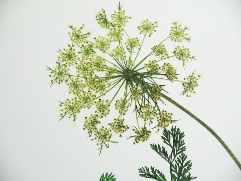 May include: A pressed Queen Anne's lace flower with a large, circular, white, umbel-shaped bloom composed of many tiny florets. The flower features a long, thin green stem and delicate, fern-like green leaves extending from the lower section.