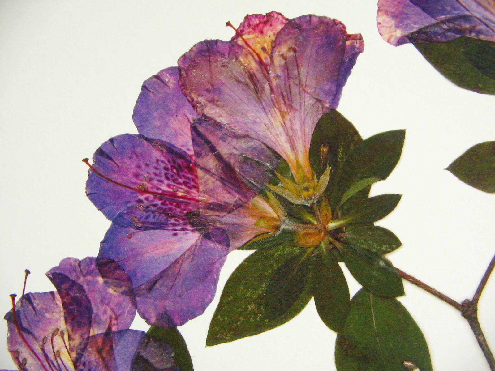 Azalea Print; Pressed Plant Art Modern Decor Botanical Print Pressed ...