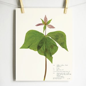 May include: A pressed Trillium flower with three green leaves and a pink flower. The flower is labeled "Trillium sessile" and includes information about the plant, including its common name, date collected, and location.