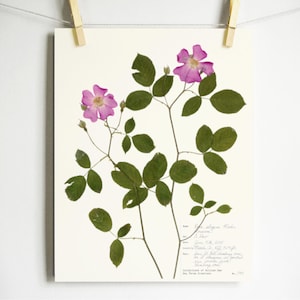 May include: A botanical print of pressed pink flowers and green leaves. The artwork is displayed on cream paper, held by wooden pegs against a white backdrop. The print includes handwritten text, and is a piece of botanical art.
