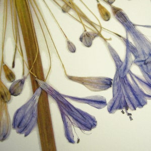 May include: Dried purple flower petals with a brown stem and thin, dried stalks.