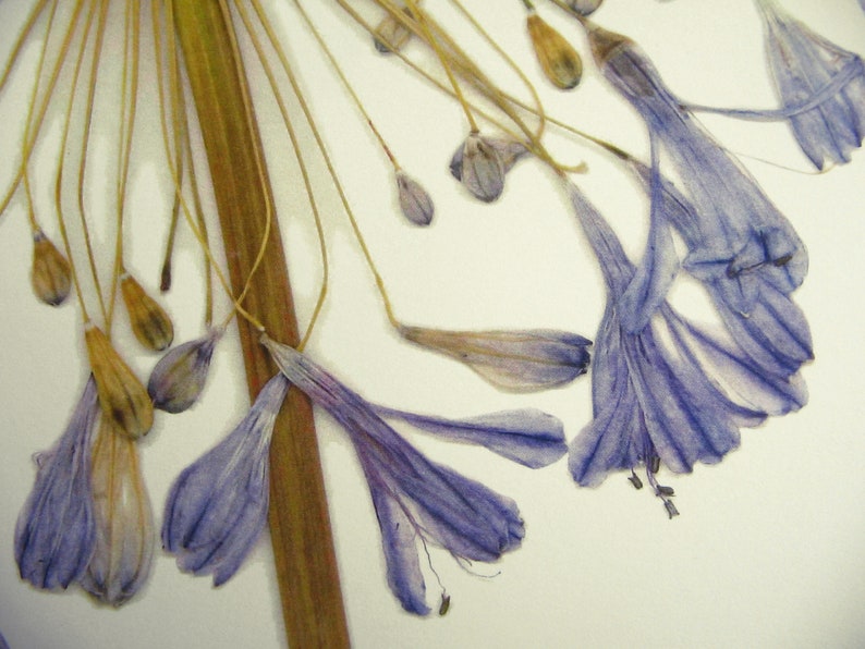May include: Dried purple flower petals with a brown stem and thin, dried stalks.