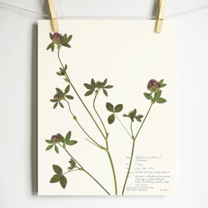 Red Clover Print; print of original herbarium specimen pressed botanical artwork pressed flower art trifolium pratense made in oregon
