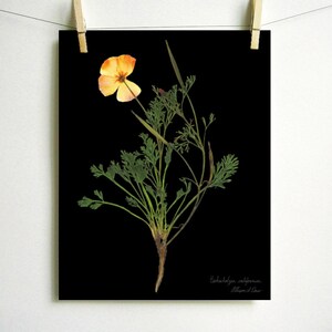 May include: A botanical print on a black background featuring a single orange and yellow California poppy flower with green feathery foliage. The text Eschscholzia californica and Allison L. Orr is printed in small white script in the bottom corner.