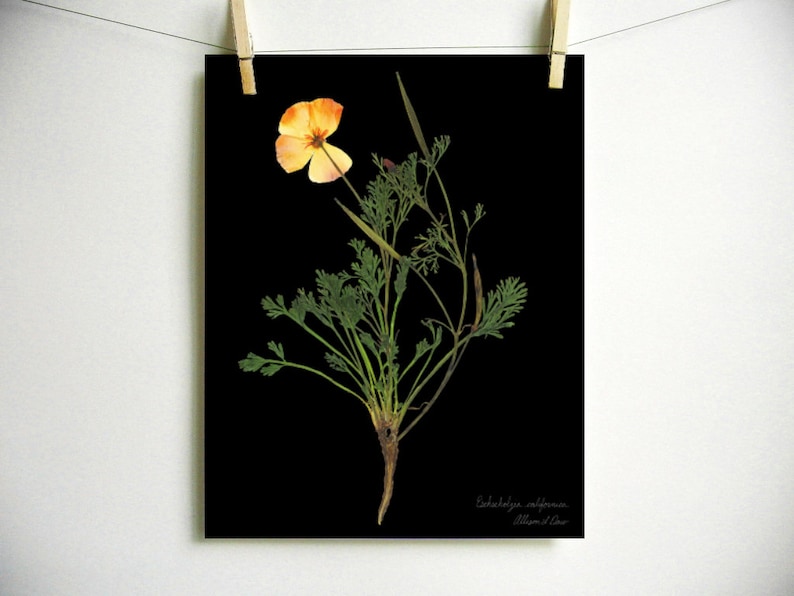 May include: A botanical print on a black background featuring a single orange and yellow California poppy flower with green feathery foliage. The text Eschscholzia californica and Allison L. Orr is printed in small white script in the bottom corner.