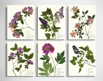 Garden Plants Print Set of 6; pressed flowers art print plant lover gift for mom azalea lilac peony purple flowers print black background