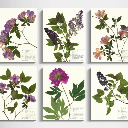 Black Background Botanical Print Set of 6 Dark Botanicals - Etsy