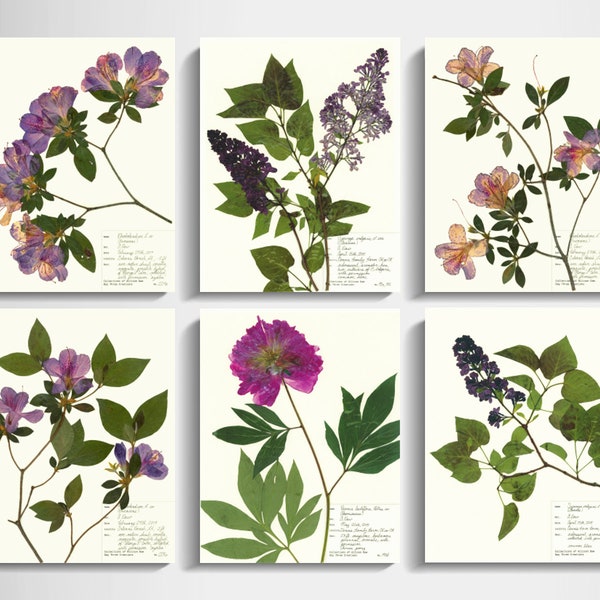 Garden Plants Print Set of 6; pressed flowers art print plant lover gift for mom azalea lilac peony purple flowers print black background