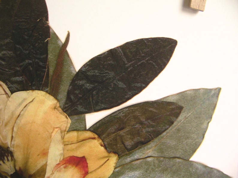 Imprimé magnolia Impression d'herbier d'art de fleurs pressées Art de magnolia pressé, ferme d'art mural, impression botanique, décor de feuilles et de magnolia blanc image 4