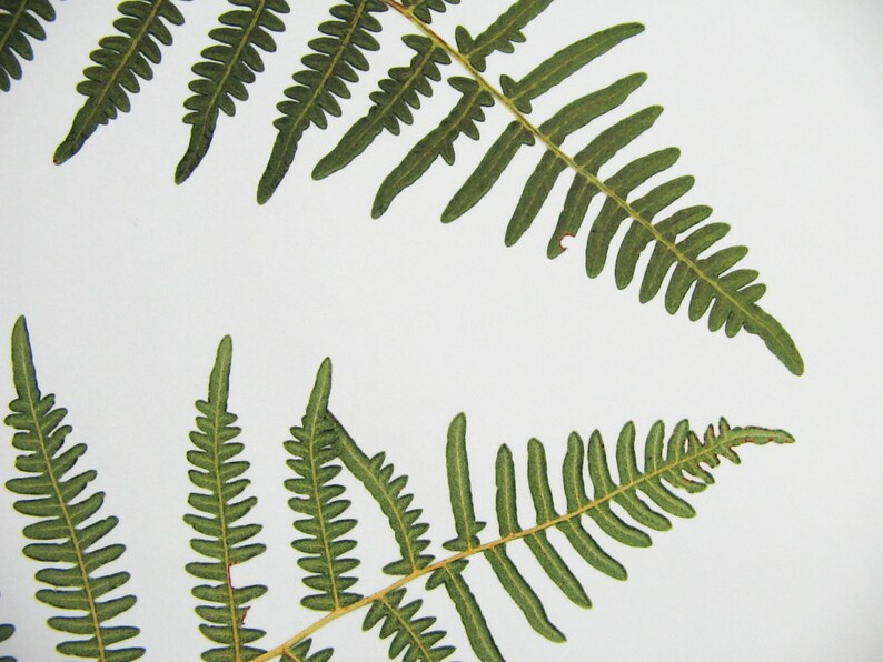 Print of Pressed Fern Herbarium Specimen Art Pressed Etsy