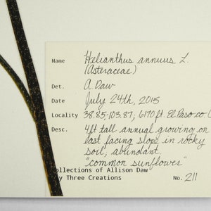May include: A pressed specimen of a sunflower, Helianthus annuus L. (Asteraceae), with a label that reads "4ft tall annual growing on last facing slope in rocky soil, abundant. "common sunflower" Collections of Allison Daw, No. 211"