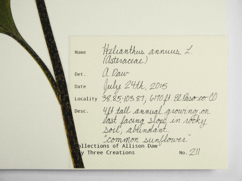 May include: A pressed specimen of a sunflower, Helianthus annuus L. (Asteraceae), with a label that reads "4ft tall annual growing on last facing slope in rocky soil, abundant. "common sunflower" Collections of Allison Daw, No. 211"