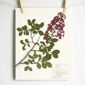 Crape Myrtle Print; pressed plant art print mom gift southern flower décor housewarming gift made from nature sustainable art recycled paper