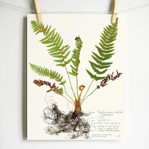 May include: A botanical print on off-white paper featuring a pressed fern specimen with green fronds, brown lower leaves, and a detailed root system. Handwritten text in the bottom right corner provides scientific classification and collection data.