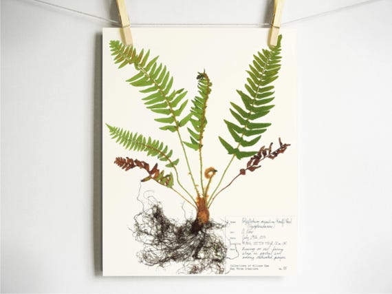 Western Sword Fern Print; pressed fern botanical print herbarium specimen art print fern fiddlehead pressed plant art botany wall art