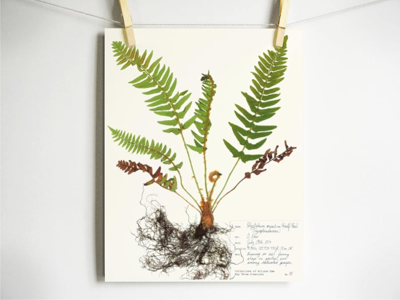 May include: A botanical print on off-white paper featuring a pressed fern specimen with green fronds, brown lower leaves, and a detailed root system. Handwritten text in the bottom right corner provides scientific classification and collection data.
