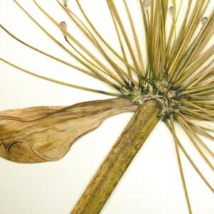 May include: A dried flower with a brown stem and many thin, brown petals. The petals are arranged in a radial pattern around the stem.