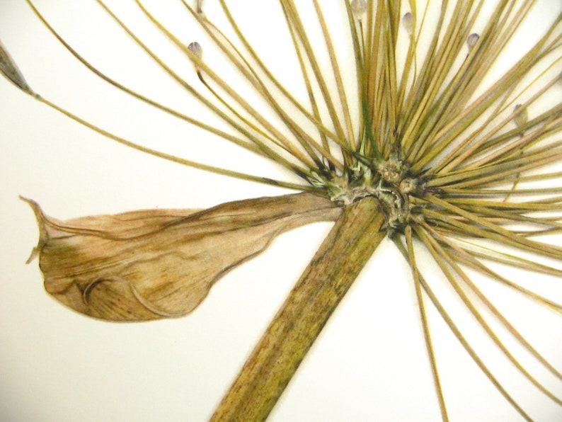 May include: A dried flower with a brown stem and many thin, brown petals. The petals are arranged in a radial pattern around the stem.