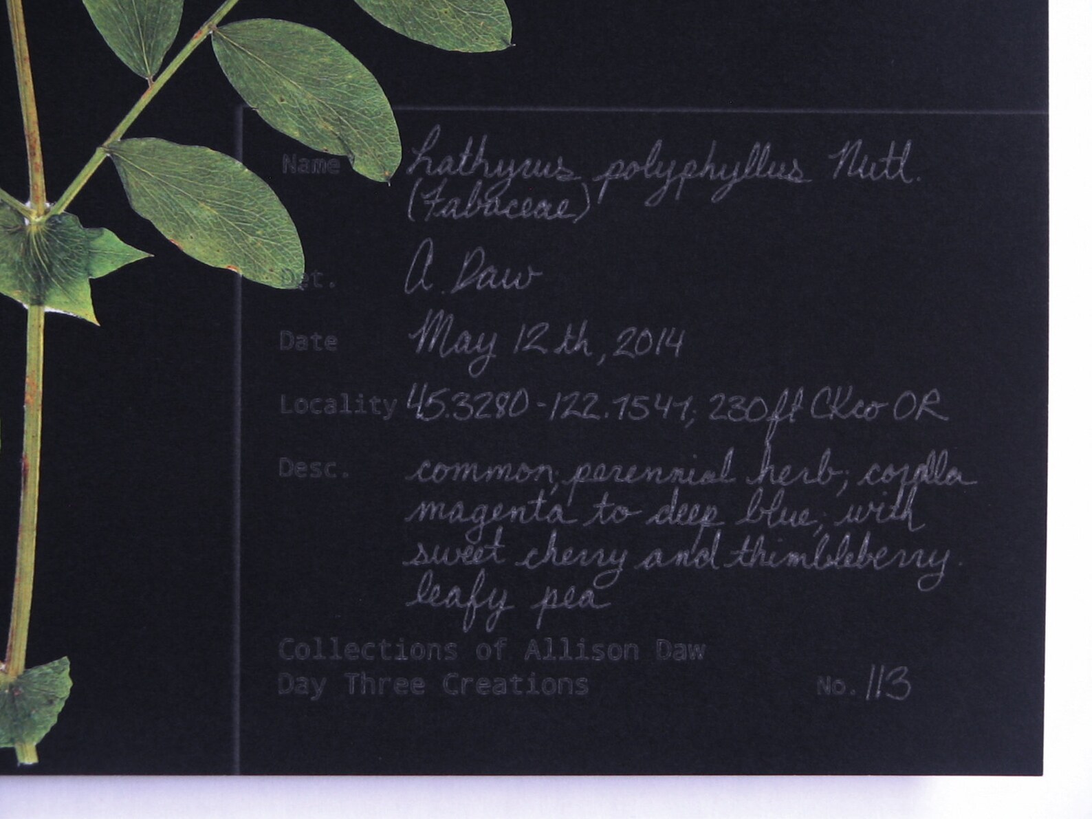 Black Background Botanical Print Set of 6 Dark Botanicals - Etsy