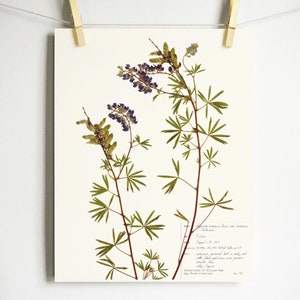 Silky Lupine Print; botanical print pressed plant art pressed flower art herbarium specimen farmhouse decor scientific wall art print