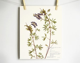 Silky Lupine Print; botanical print pressed plant art pressed flower art herbarium specimen farmhouse decor scientific wall art print