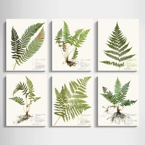 Fern Print Set of 6; pressed fern gallery wall scientific decor for living room modern decor plant lover gift of dried plant herbarium art