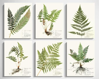 Juego de 6 impresiones de helechos prensados; decoración de pared con galería de helechos prensados, ideal para sala de estar, decoración moderna, regalo para amantes de las plantas, herbario de plantas secas.