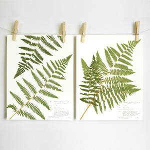Bracken Farn Print-Set; gepresste Farn Kunst wissenschaftliche botanische Kunst Herbarium Exemplar Farnwedel im pazifischen Nordwesten des Norwegischen Waldes