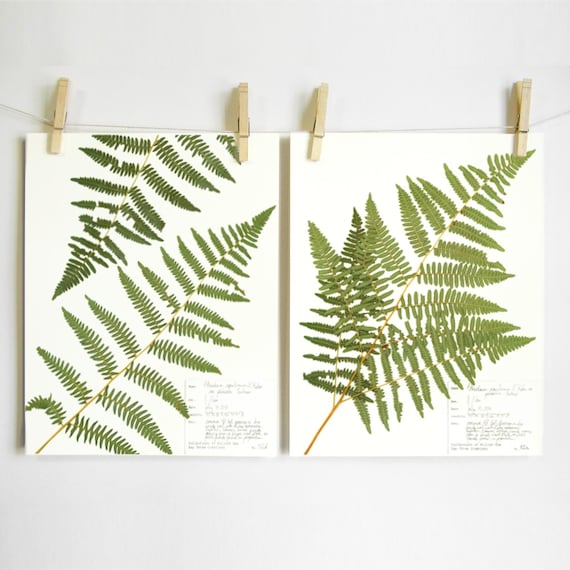 Bracken Farn Print-Set; gepresste Farn Kunst wissenschaftliche botanische  Kunst Herbarium Exemplar Farnwedel im pazifischen Nordwesten des  Norwegischen Waldes - Etsy.de