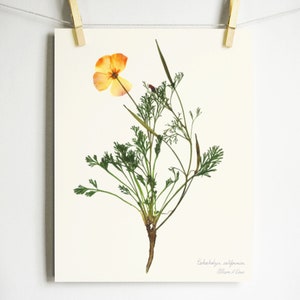 May include: A botanical print on a white background featuring a pressed California poppy with a single orange-yellow flower and green feathery foliage. The text "Eschscholzia californica" and "Allison L Law" is printed in the bottom right corner.