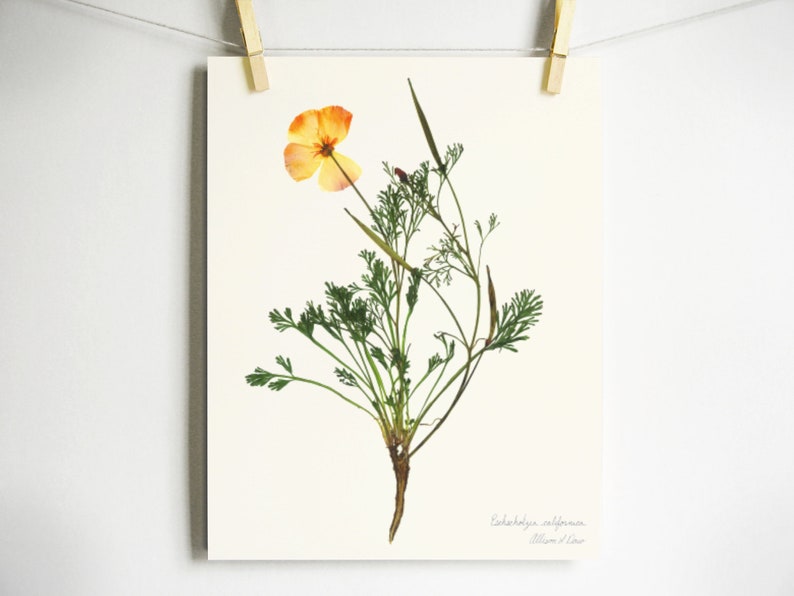 May include: A botanical print on a white background featuring a pressed California poppy with a single orange-yellow flower and green feathery foliage. The text "Eschscholzia californica" and "Allison L Law" is printed in the bottom right corner.
