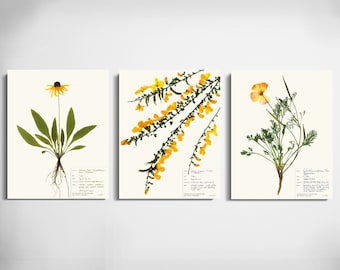 Yellow and Orange Wildflowers Print Set; dried flowers pressed botanical print set of 3 11x14 black eyed susan california poppy