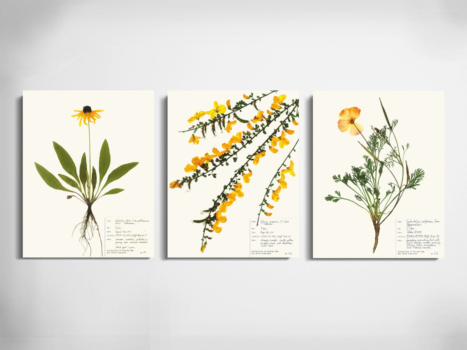 Yellow and Orange Wildflowers Print Set; dried flowers pressed botani…