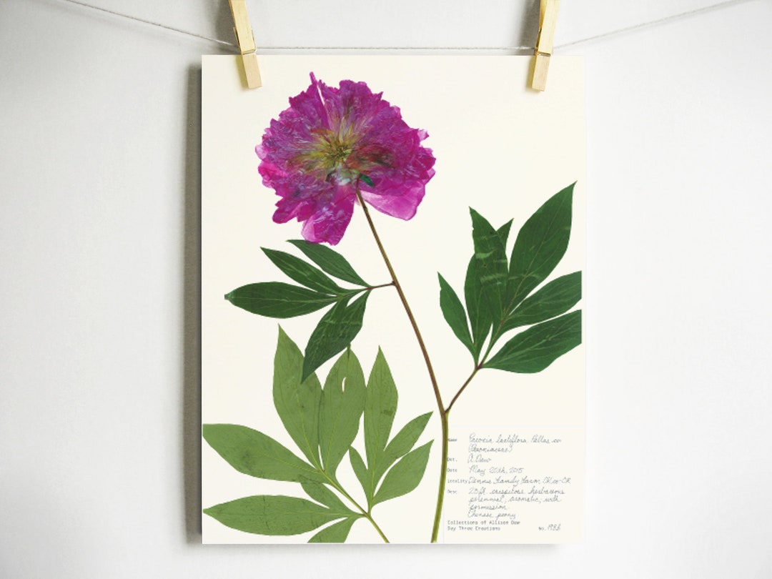 Peony Print; Botanical Print Pink Flower Art Print of Original ...