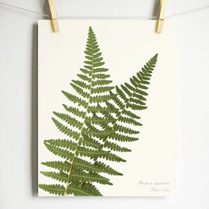 Western Bracken Fern Print; fern herbarium specimen real pressed botanical art fern fronds scientific label wall art dried plant art Light (no label)