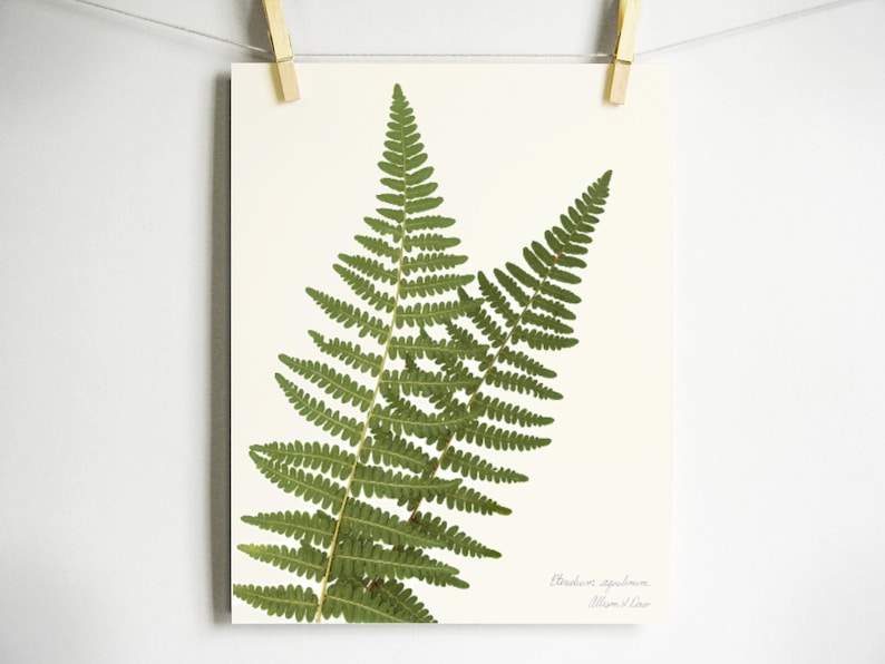 Western Bracken Fern Print; fern herbarium specimen real pressed botanical art fern fronds scientific label wall art dried plant art Light (no label)