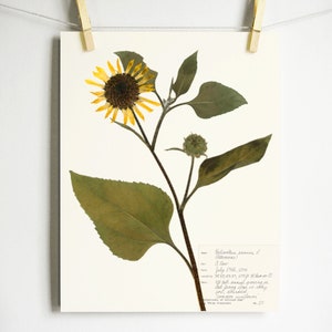 May include: A pressed sunflower with green leaves and a handwritten note that reads "Helianthus annuus L. Sunflower. A Door July 10th, 2004. Found growing along the edge of a tall bank near a stream.  The plant stood on a dry soil, annotated sunflower. Collection of Allison Jones No. 27"