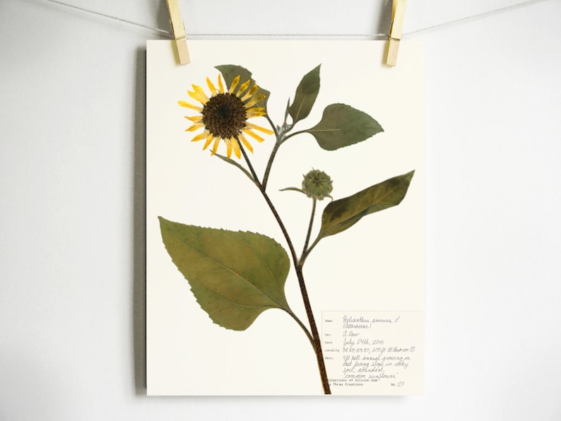 May include: A pressed sunflower with green leaves and a handwritten note that reads "Helianthus annuus L. Sunflower. A Door July 10th, 2004. Found growing along the edge of a tall bank near a stream.  The plant stood on a dry soil, annotated sunflower. Collection of Allison Jones No. 27"
