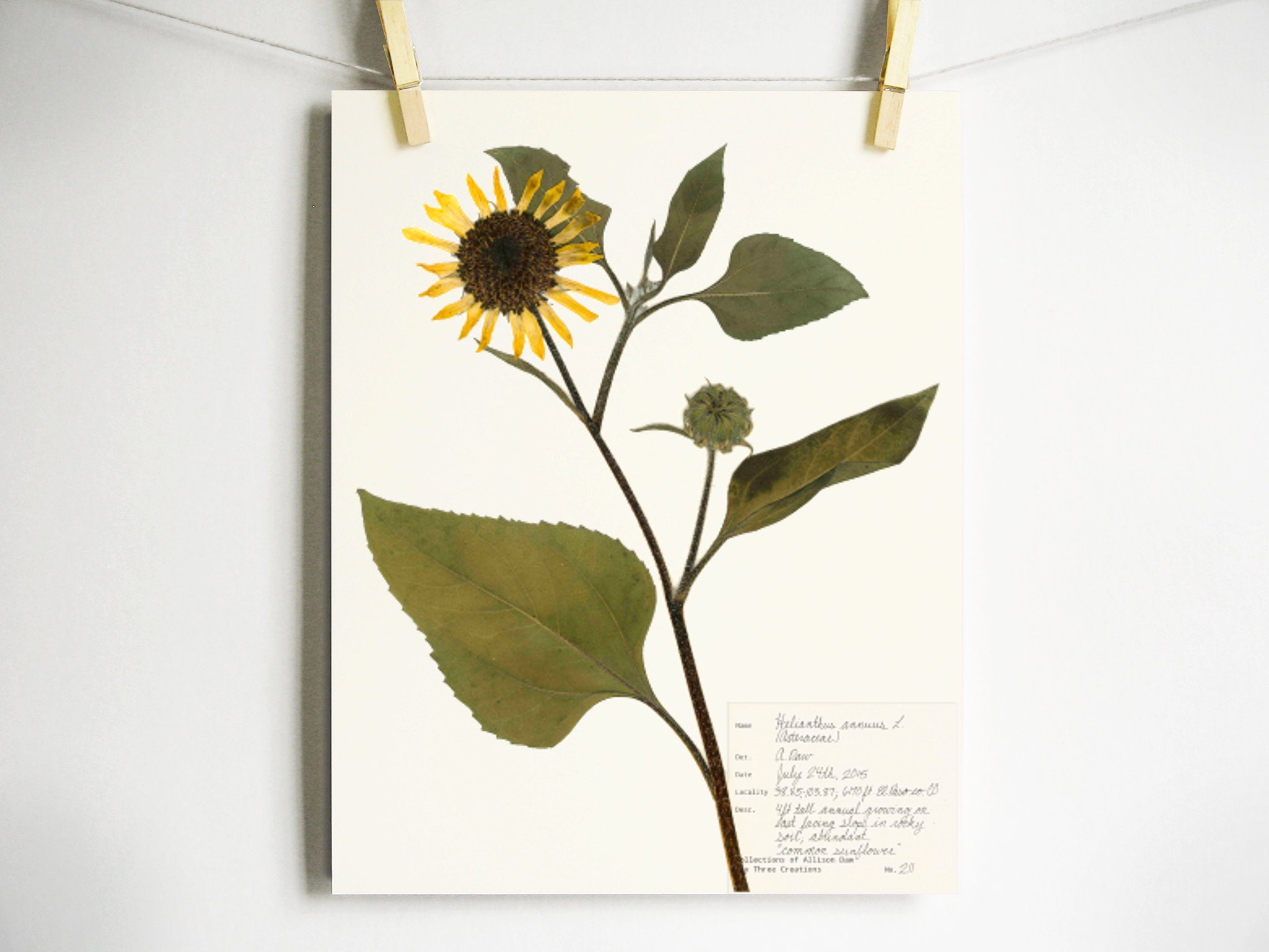 Sunflower Print Herbarium Art Yellow Flower Wall Decor Etsy