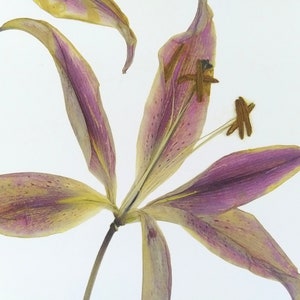 May include: A dried lily flower with purple and yellow petals. The flower is pressed and mounted on a white background.
