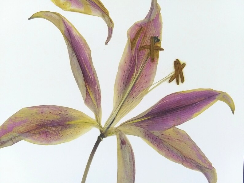 May include: A dried lily flower with purple and yellow petals. The flower is pressed and mounted on a white background.