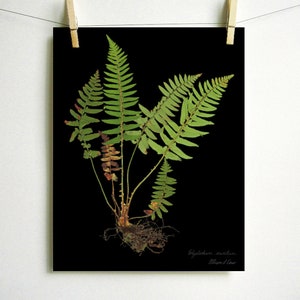 Fern Print pressed botanical pressed plant pressed fern botanical print herbarium specimen art scientific art dried plant with roots art Dark (no label)