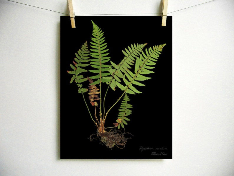 Fern Print pressed botanical pressed plant pressed fern botanical print herbarium specimen art scientific art dried plant with roots art image 7