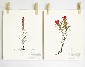 Indian Paintbrush Print Set; botanical print southwestern decor red plant art colorado wildflower print of original art dried flower