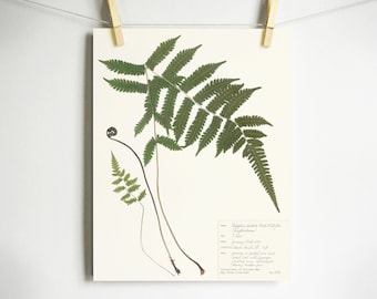 Maiden Fern Print; pressed fern herbarium print botanical décor nature wall art dried fern frond artwork 5x7 11x14 8x10 16x20 physical print
