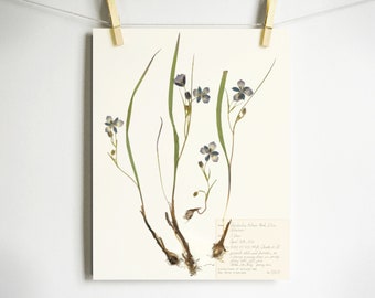 Mariposa Lily Print; pressed california flower print herbarium art of blue wildflower with root and botanical label dried plant wall art