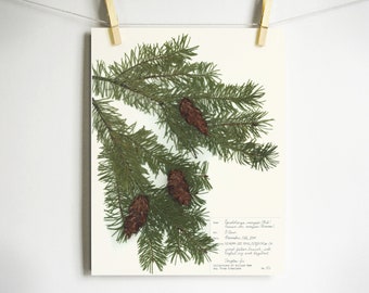 Douglas Fir Branch Botanical Print Print of Original | Etsy
