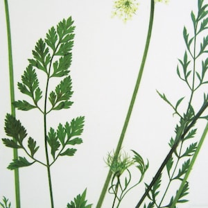 Queen Anne's Lace Print; botanical print pressed flower art kitchen decor farmhouse style print herbarium specimen wildflower art carrot image 4
