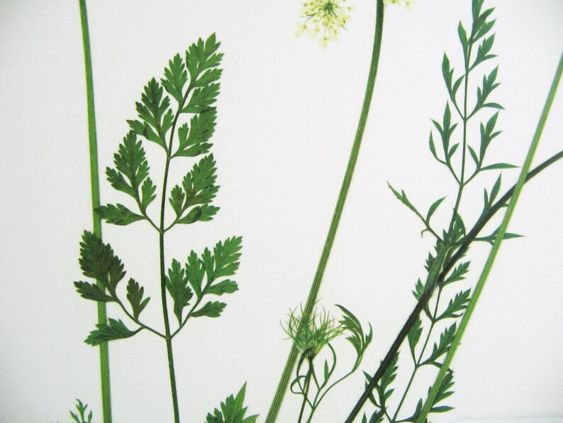 Queen Anne's Lace Print; botanical print pressed flower art kitchen decor farmhouse style print herbarium specimen wildflower art carrot image 4
